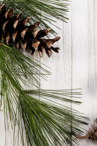 pine cones and needles on a white wood background
