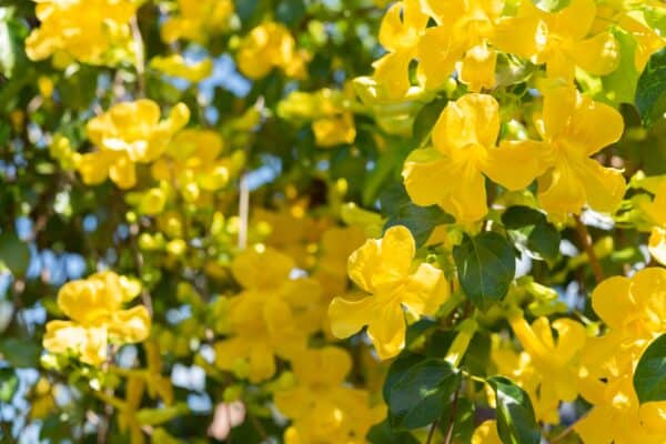 Close-up of cat's claw vines and yellow blossoms