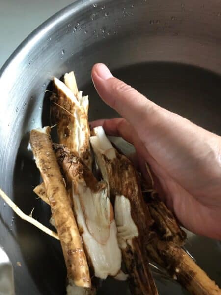 Horseradish root in a big bowl with water being cleaned