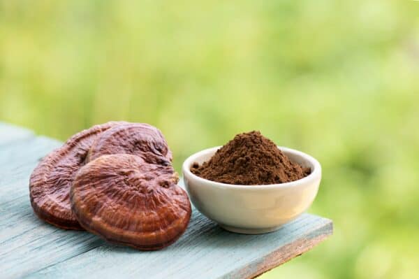 a small white cup of brown powder with reishi mushrooms to the left on a table with a green background