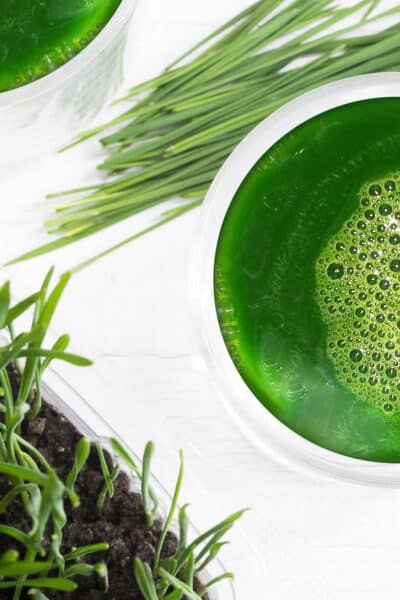 Healthy ingredients for detox, wheatgrass juice with young shoots of the wheat plant isolated on white background