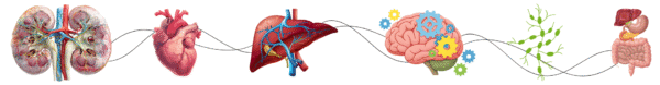 kidneys liver heart 