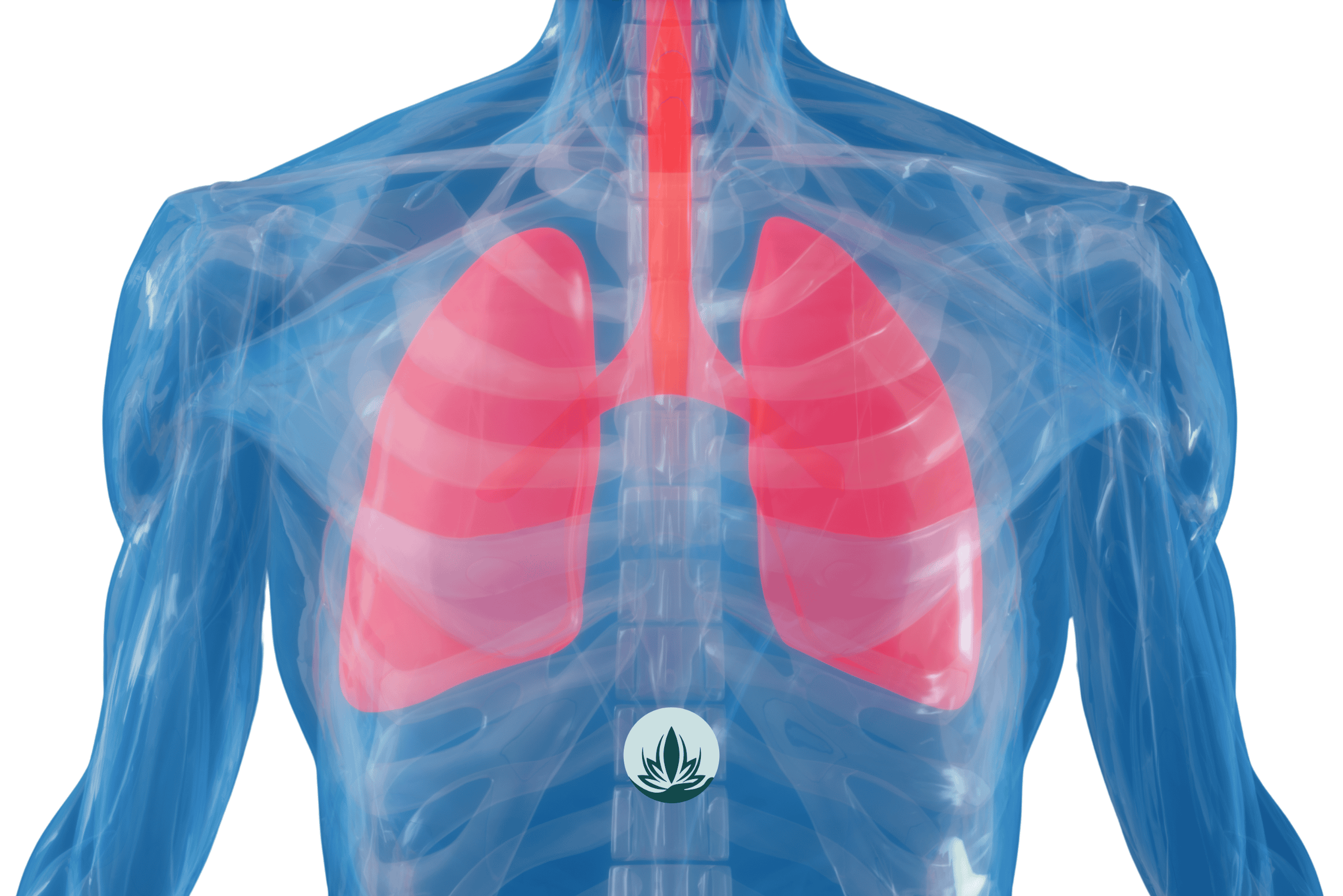 the lungs