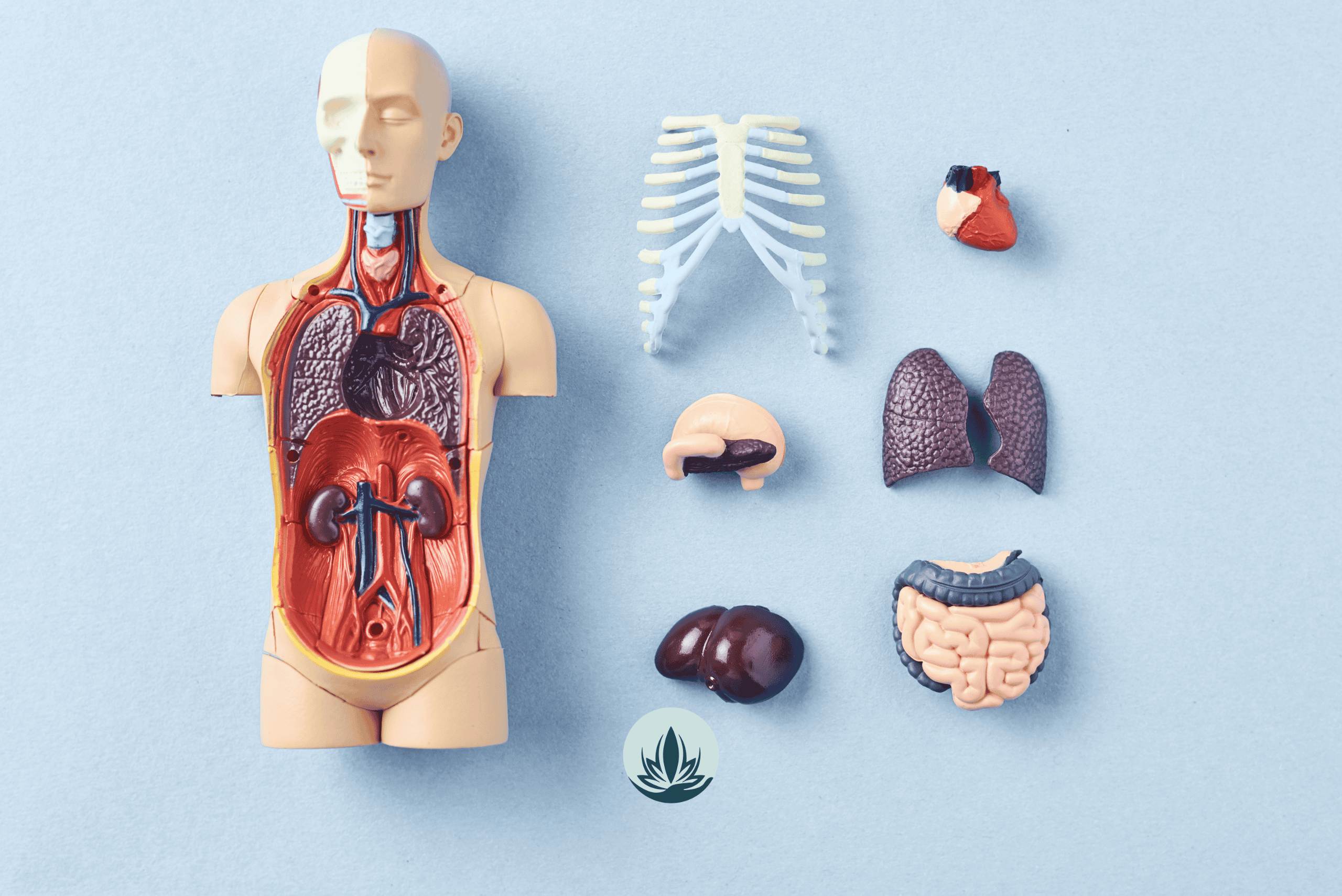 inner organs